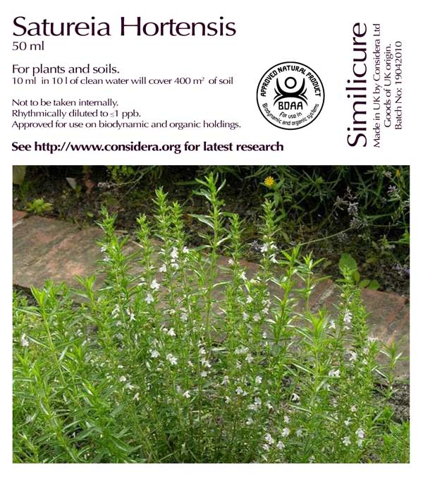Satureia hortensis