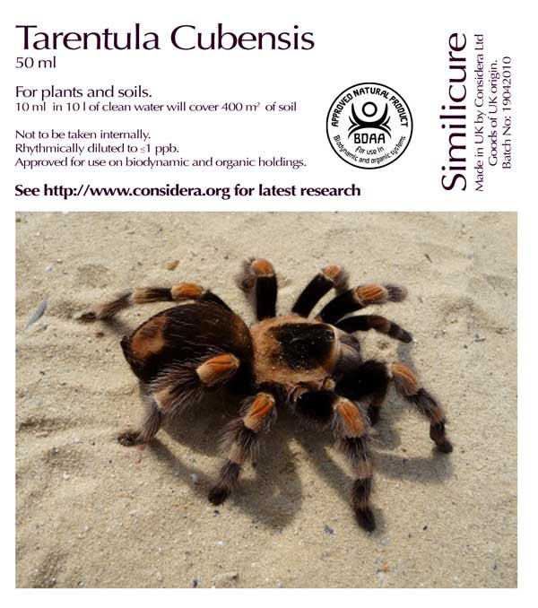 Tarentula Cubensis