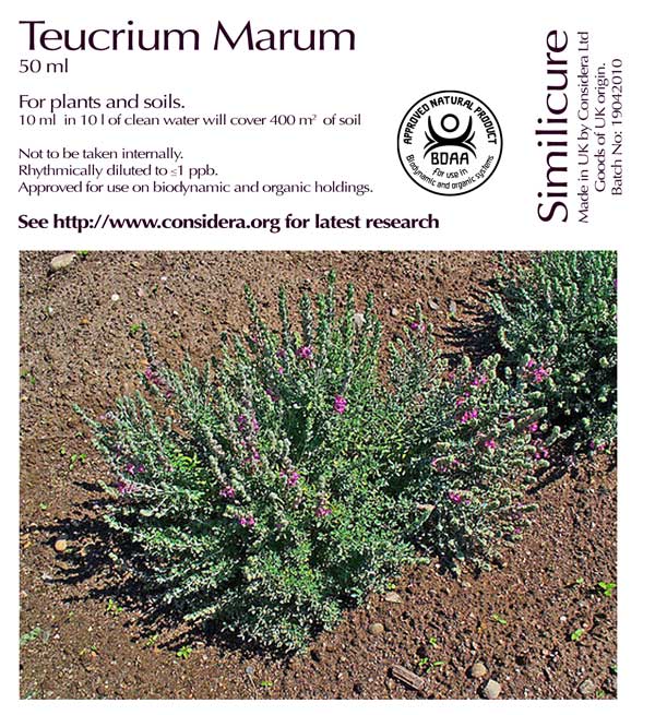 Teucrium marum verum
